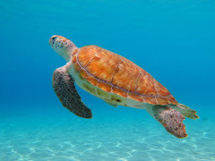 Green sea turtle in the Dominican Republic
