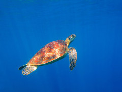 Green sea turtle in the Dominican Republic