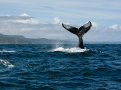 Humpback whale in the Dominican Republic