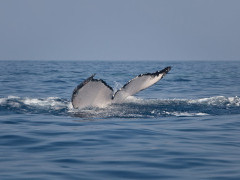 Humpback whale in the Dominican Republic
