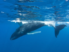 Humpback whale in the Dominican Republic