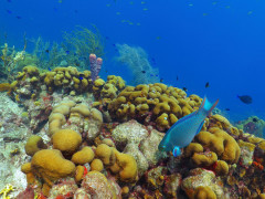 Parrotfish in the Dominican Republic