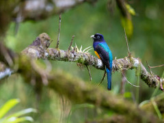 Green-backed trogon