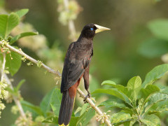 Crested oropendola