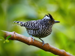 Barred antshrike