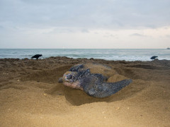 Leatherback turtle