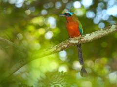Trinidad motmot