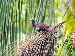 Trinidad piping guan