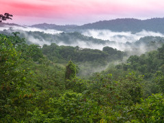 Rainforest in Trinidad & Tobago