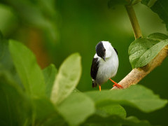 White-bearded manakin