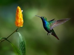 Black-throated mango in Trinidad