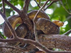 Cook's tree boa in Caroni Swamp, Trinidad.
