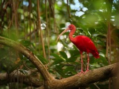 Scarlet ibis in Caroni Swamp, Trinidad