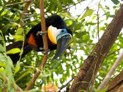 Channel bill toucan in Trinidad