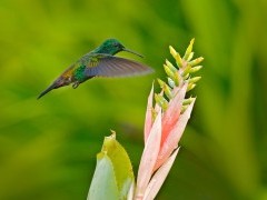 Copper-rumped hummingbird in Trinidad
