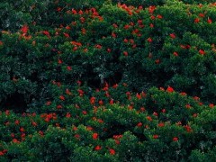 Flock of scarlet ibis in Caroni Swamp, Trinidad