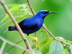 Purple honeycreeper in Asa Wright Nature Centre, Trinidad.