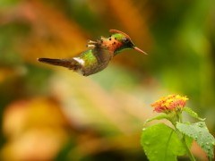 Tufted coquette in Trinidad