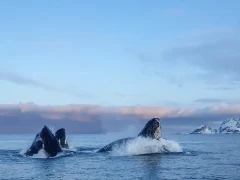 Humpback whales rising from the ocean in Norway.