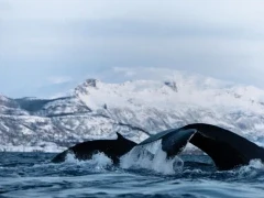 Pair of humpback whales in Norwegian Arctic waters.