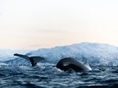 Whales coursing through the water, one with its tail in the air in Norway.