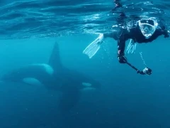 Snorkeller swimming with an orca in Norway.
