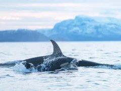 Two orca in Norway.