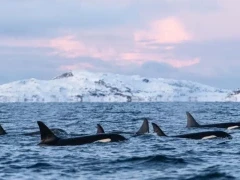 A pod of orca in Norway.