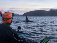 Snorkeller watching an orca in Norway.