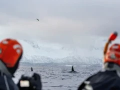 Two snorkellers enjoying the view of the orca from a Zodiac in Norway.