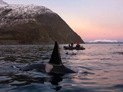 Orca in Norway, with onlookers on a Zodiac in the background.
