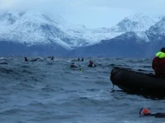 Snorkellers enjoying time with the whales in Norway.