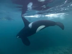 Orca underwater in Norway.