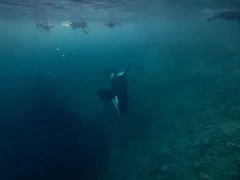 View of an orca underwater, with snorkellers looking down on the surface in Norway