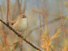 Cetti's warbler
