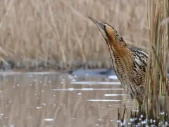 Eurasian bittern