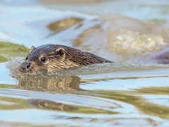 European otter