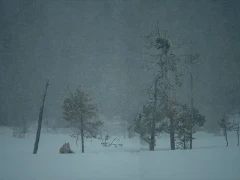 A grey wolf lying down in the snow, Finland.
