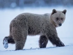 A brown bear walking, in Finland.