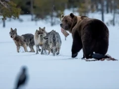 Brown bear and grey wolves in Finland.