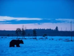 Brown bear amongst the Finnish landscape.