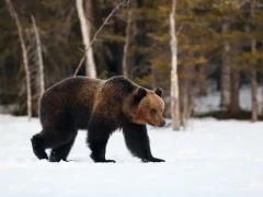 A brown bear in Finland