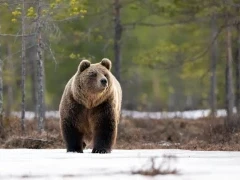 A male brown bear in spring, Finland