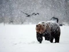Brown bear covered in snow, Finland