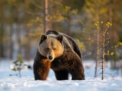 Brown bear walking in Finland