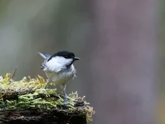 Coal tit in Finland.