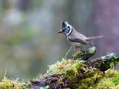 Crested tit in Finland.