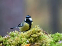 Great tit in Finland.