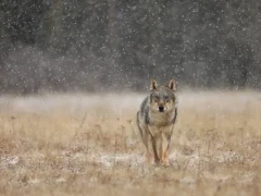 Grey wolf in Finland