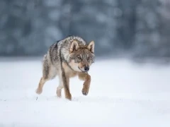 Grey wolf in Finland